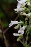 Arkansas beardtongue